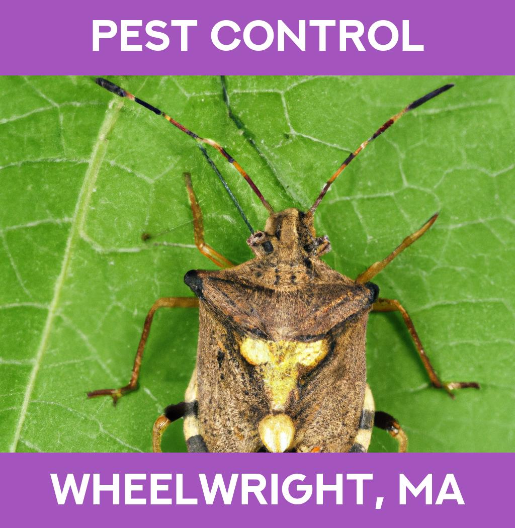 pest control in Wheelwright Massachusetts