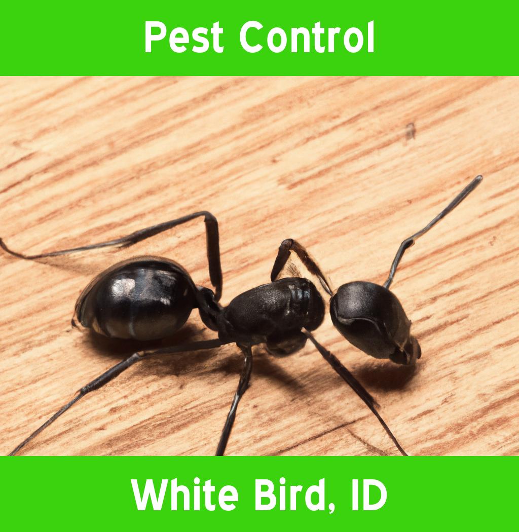 pest control in White Bird Idaho