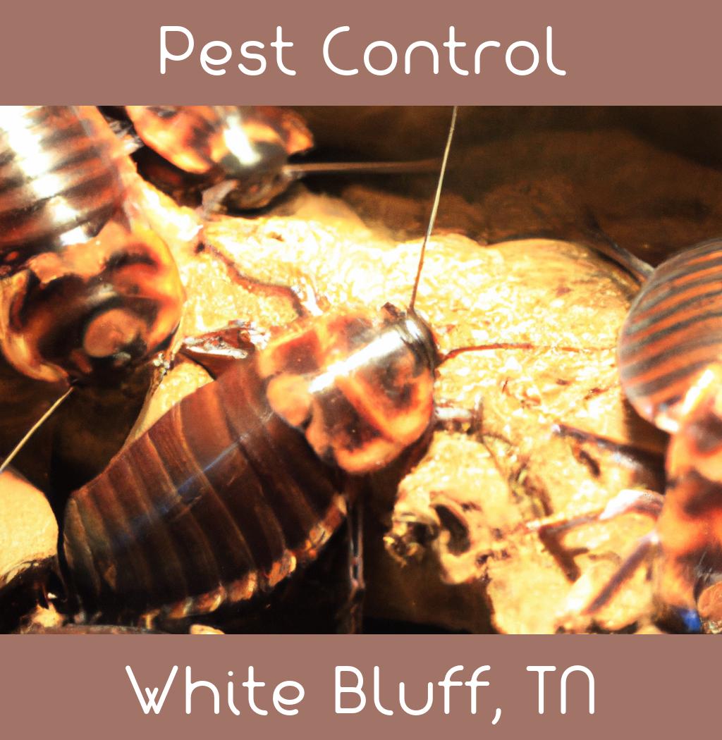 pest control in White Bluff Tennessee