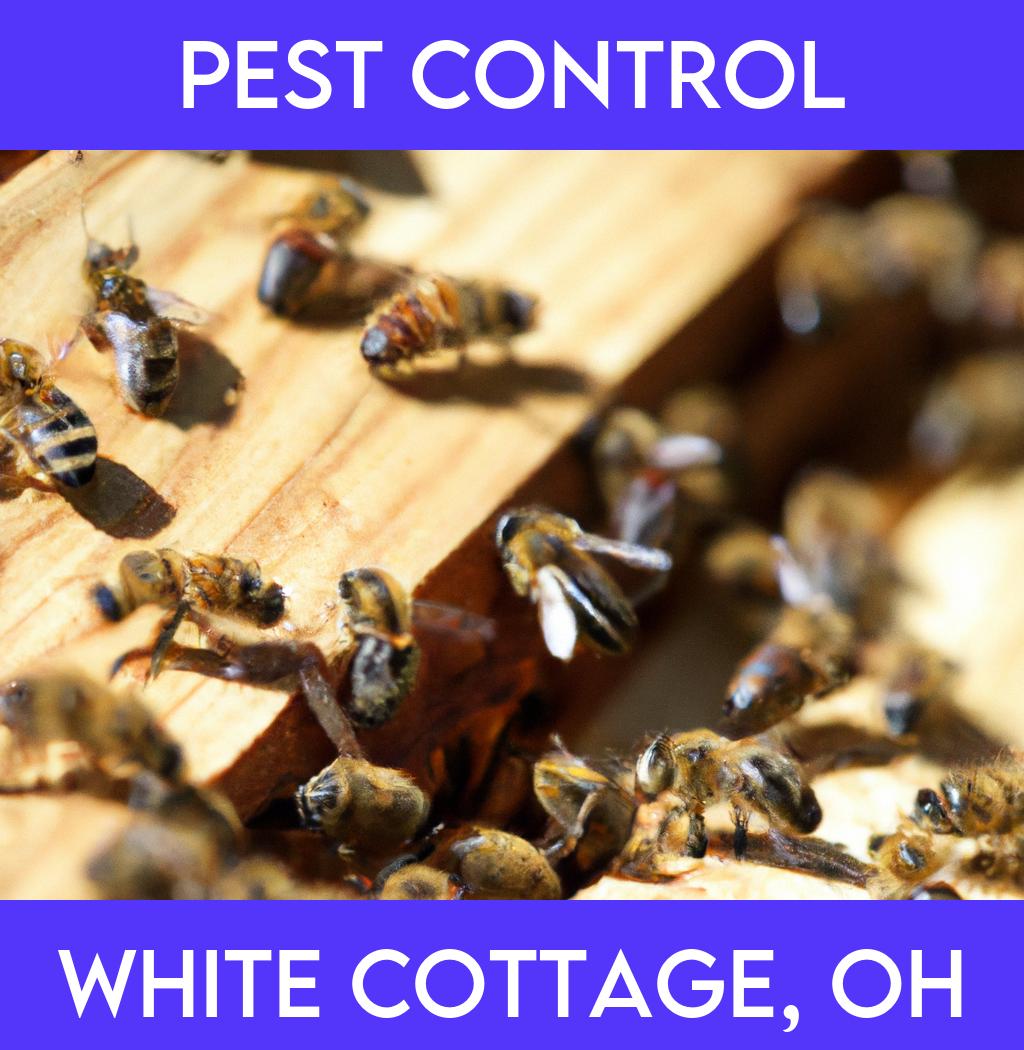 pest control in White Cottage Ohio