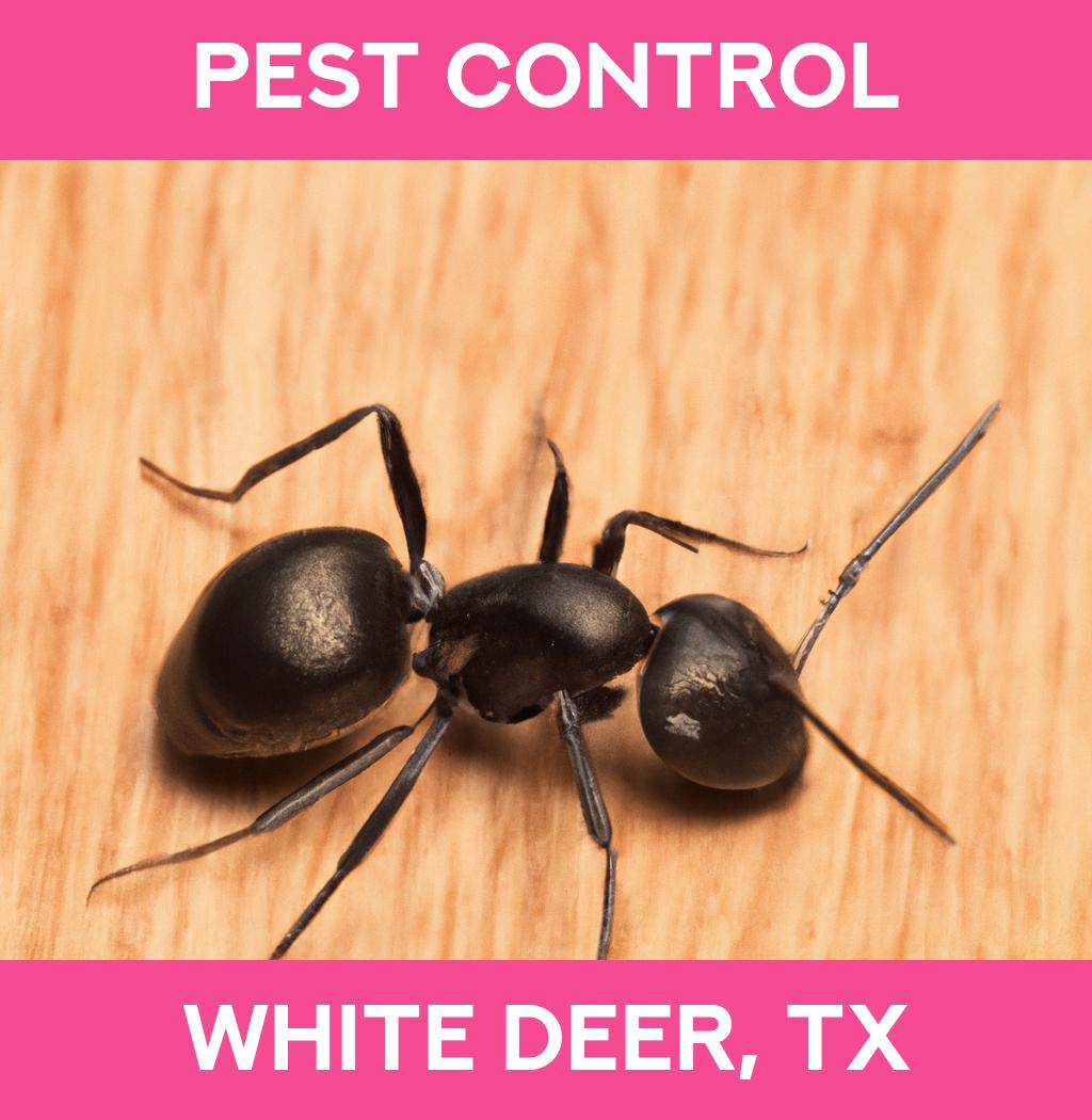 pest control in White Deer Texas