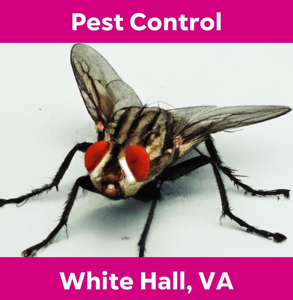 pest control in White Hall Virginia