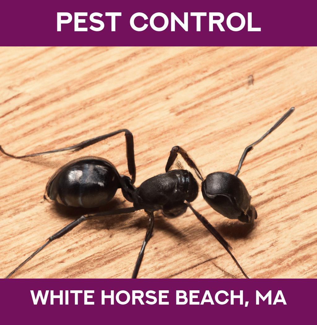 pest control in White Horse Beach Massachusetts