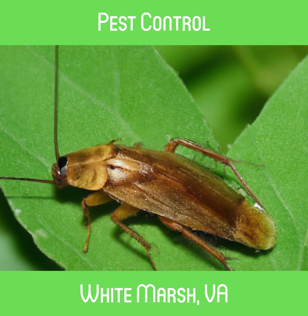 pest control in White Marsh Virginia