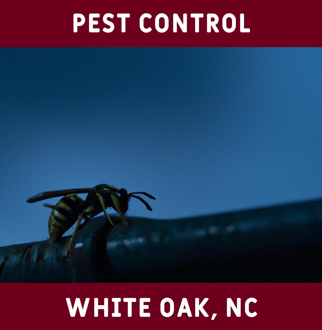 pest control in White Oak North Carolina