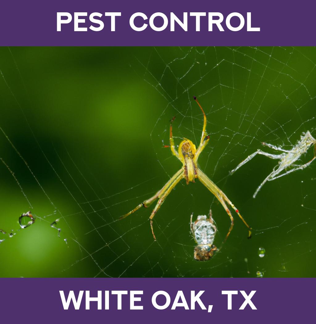 pest control in White Oak Texas