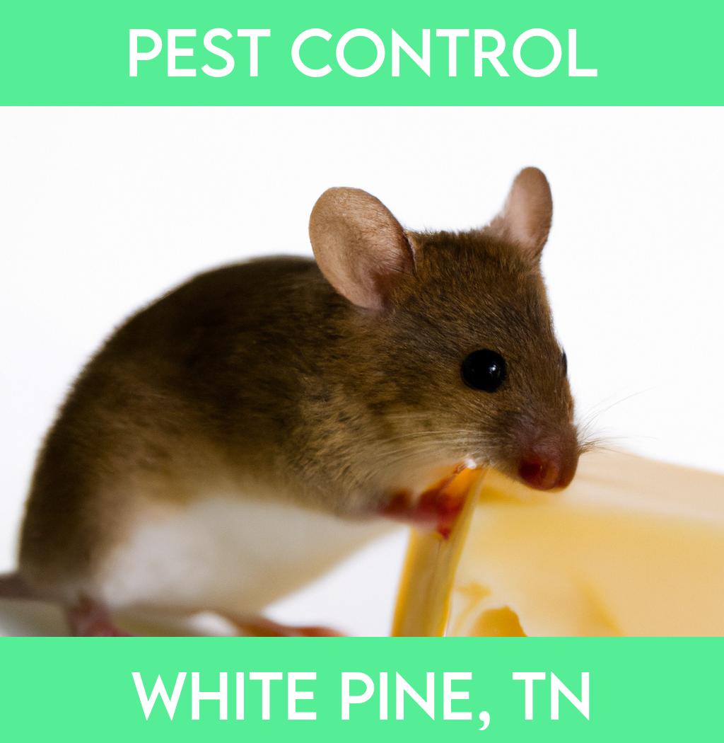 pest control in White Pine Tennessee