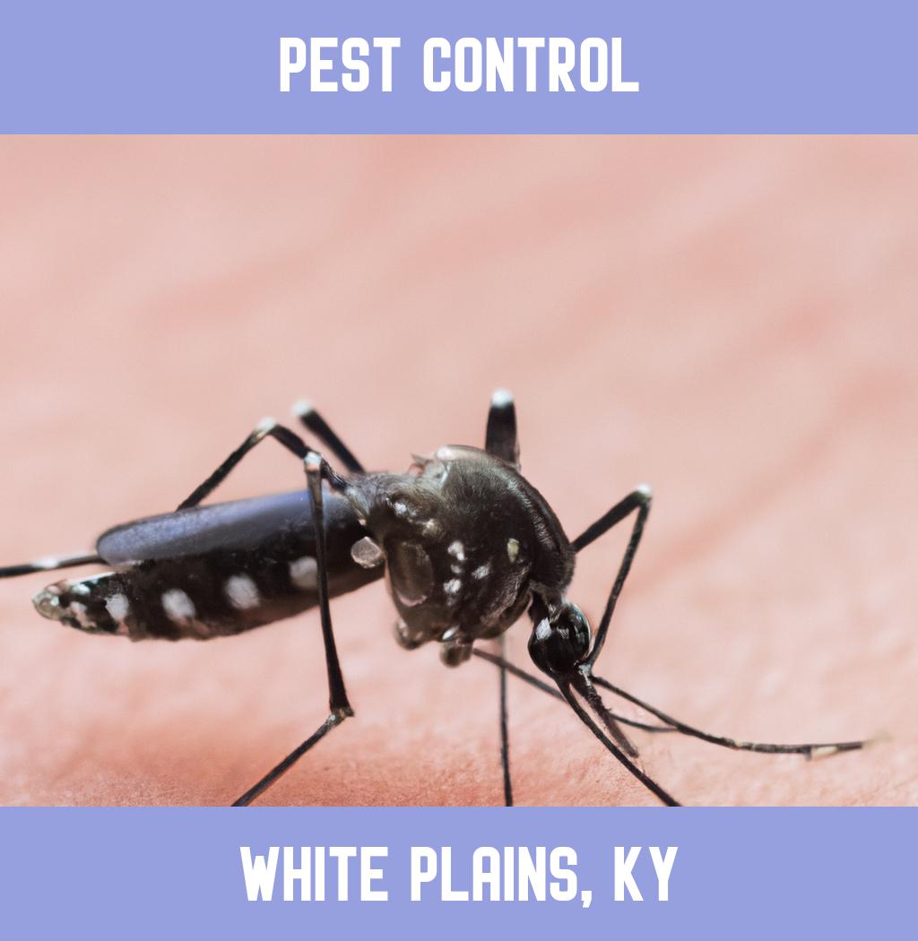 pest control in White Plains Kentucky