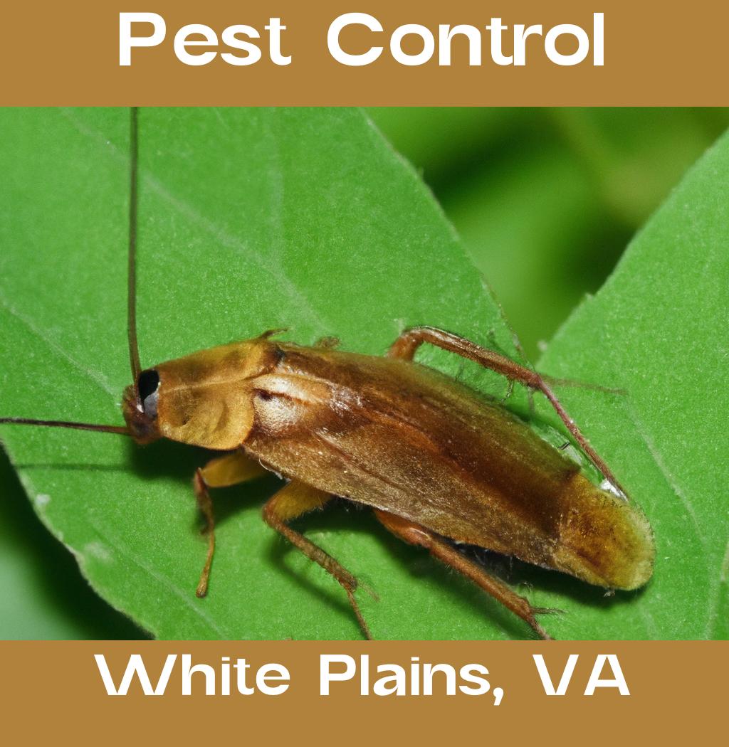 pest control in White Plains Virginia