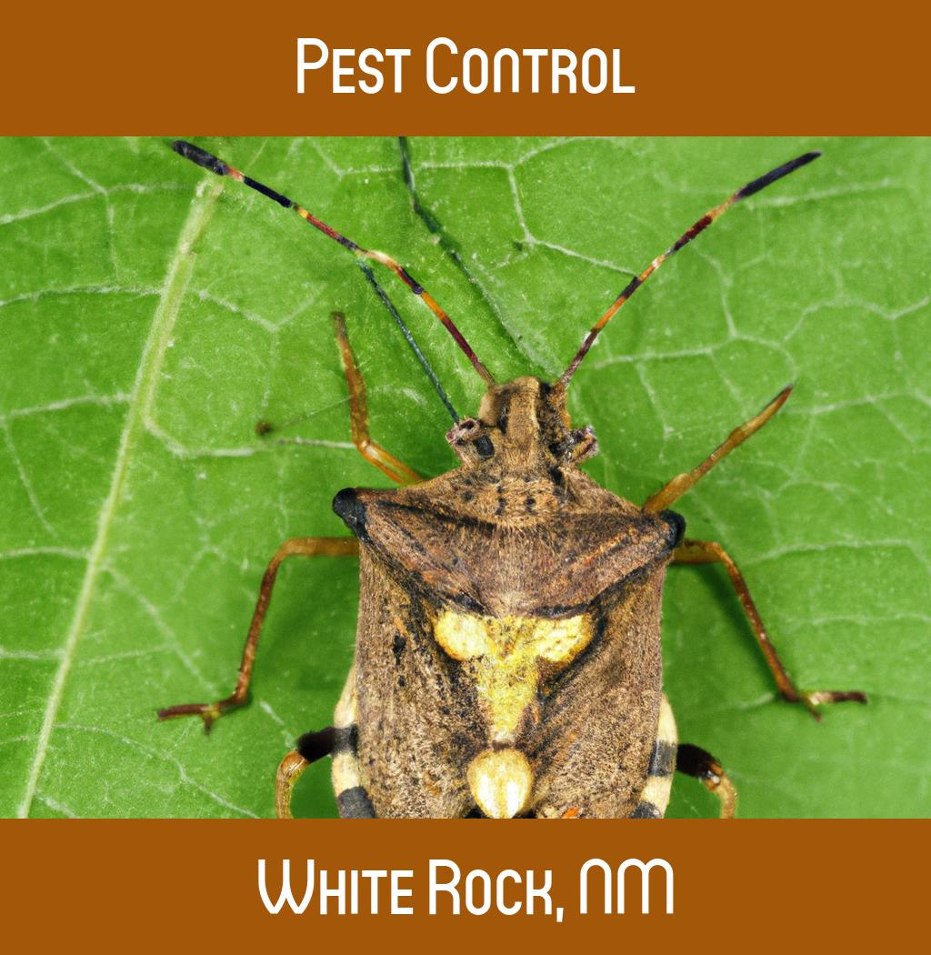 pest control in White Rock New Mexico