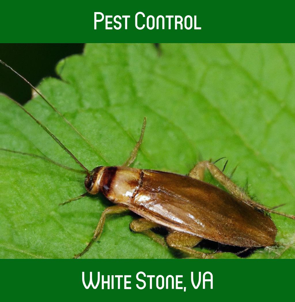 pest control in White Stone Virginia