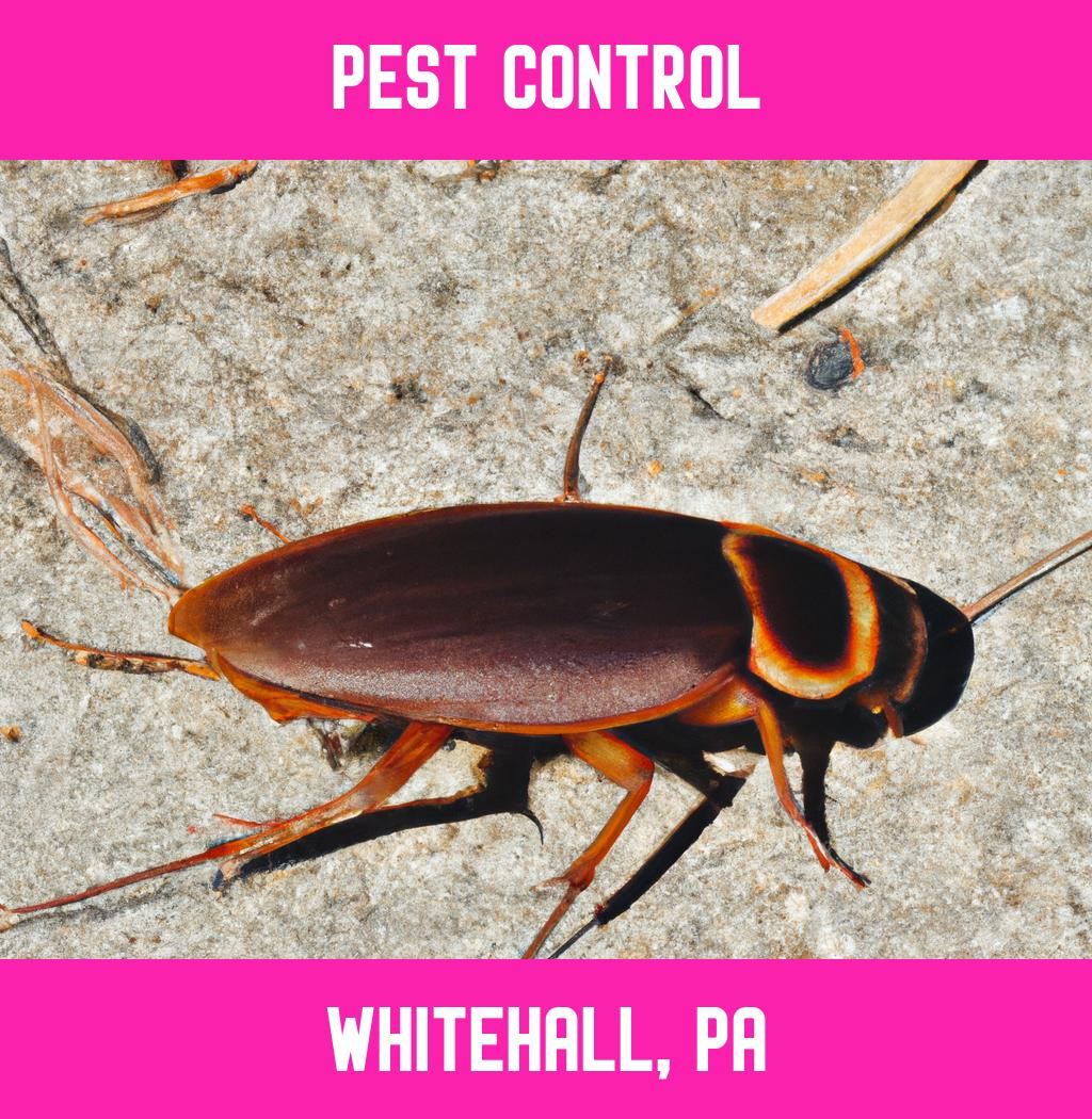 pest control in Whitehall Pennsylvania