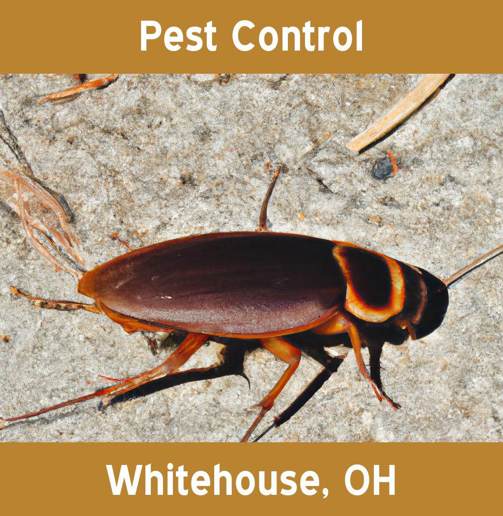 pest control in Whitehouse Ohio