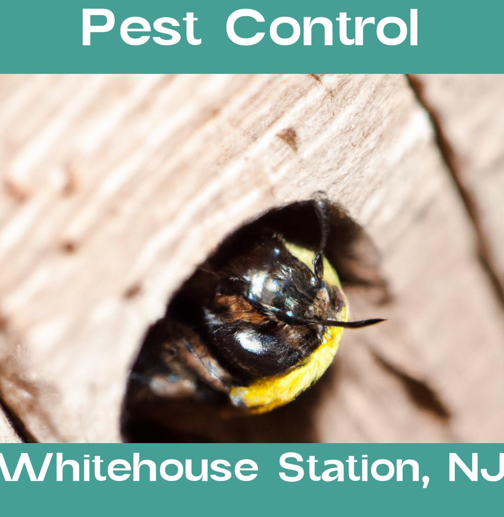 pest control in Whitehouse Station New Jersey