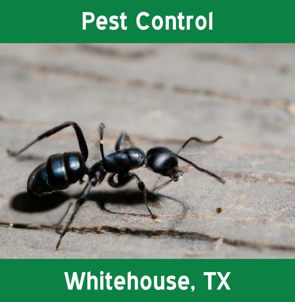 pest control in Whitehouse Texas