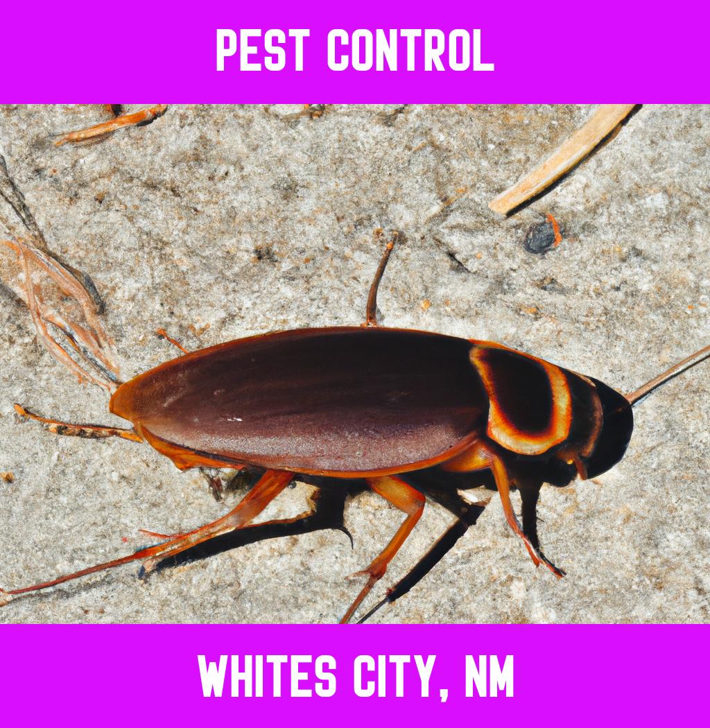 pest control in Whites City New Mexico
