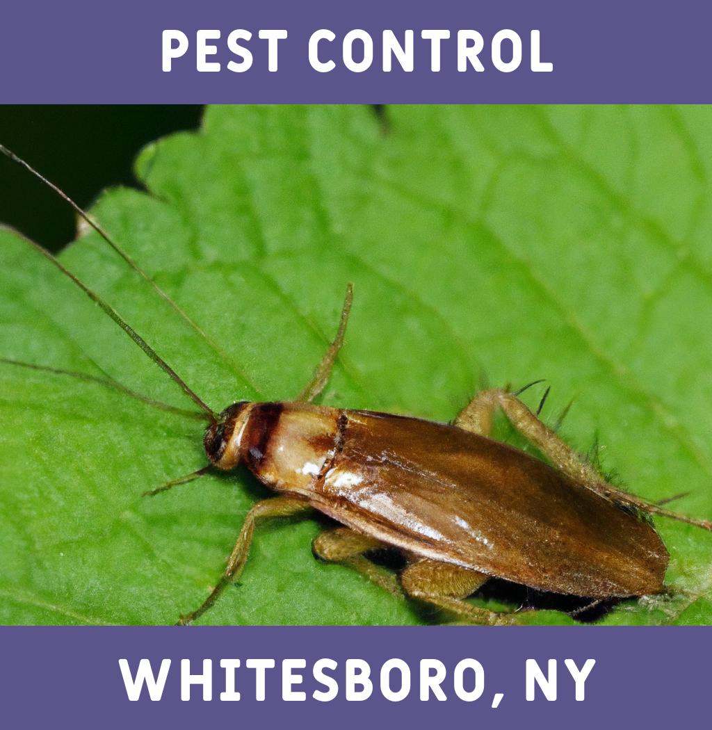 pest control in Whitesboro New York