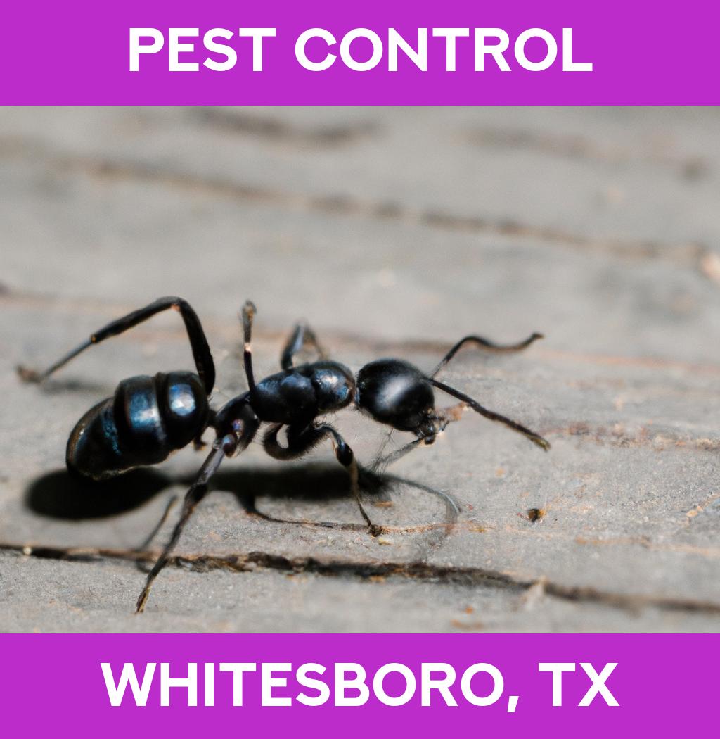 pest control in Whitesboro Texas