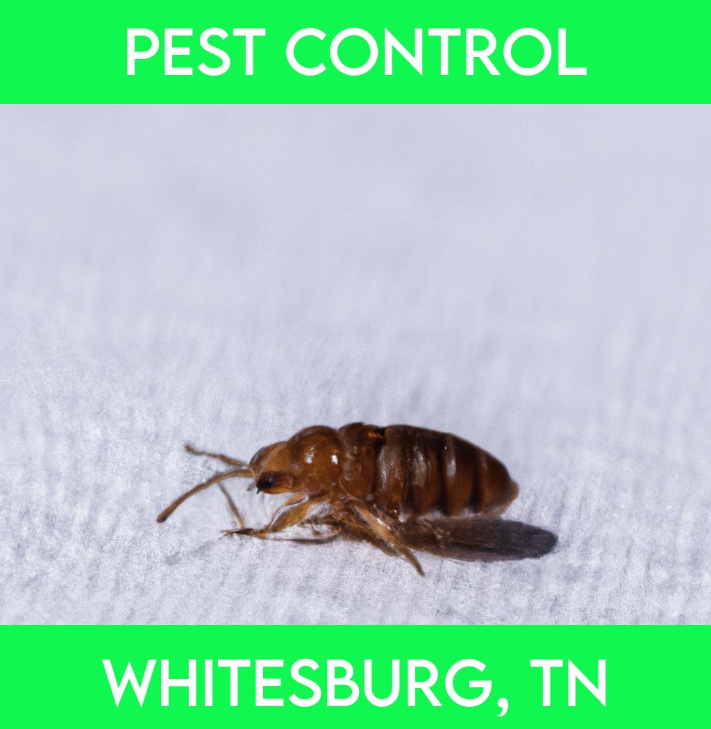 pest control in Whitesburg Tennessee