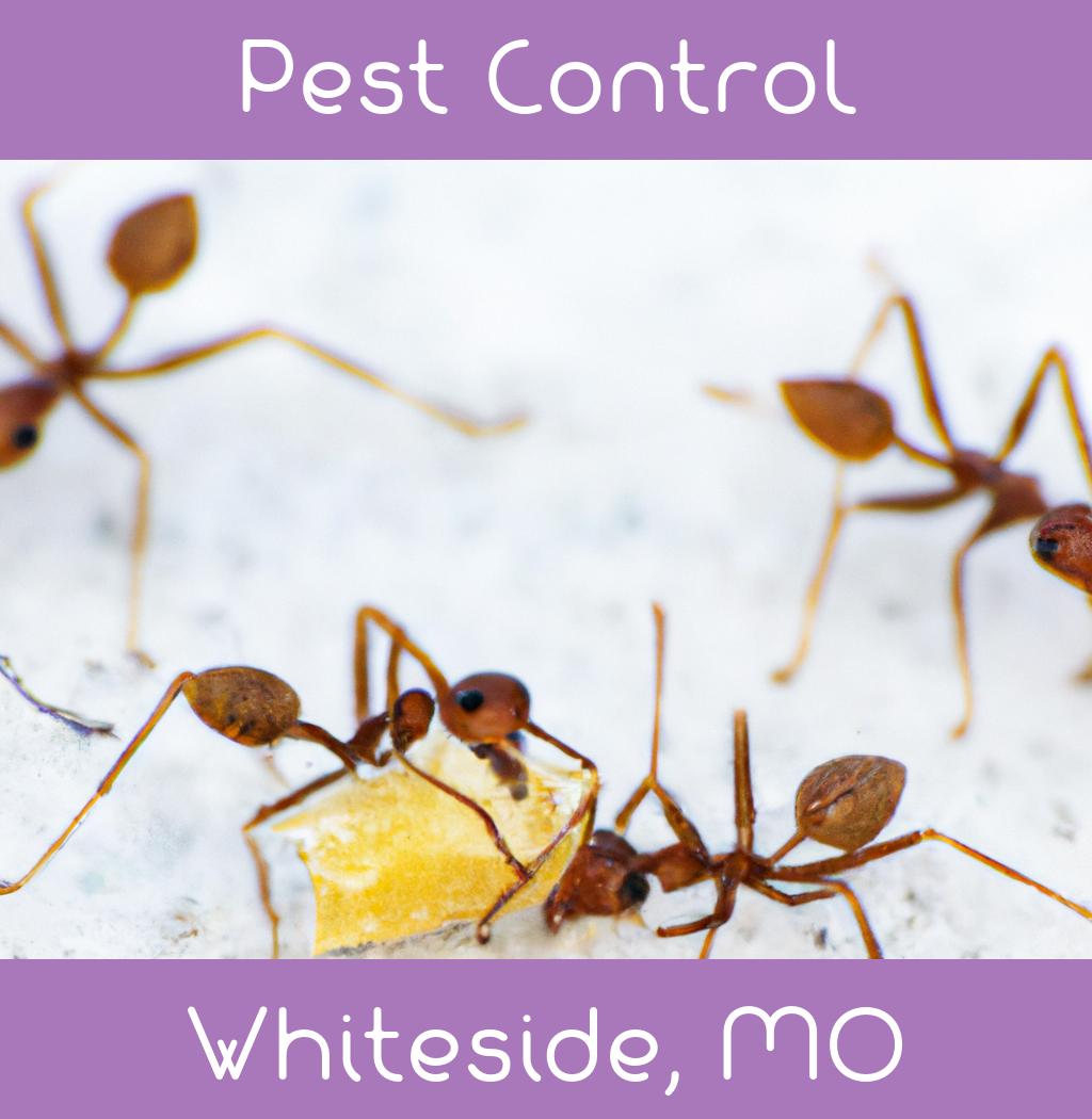 pest control in Whiteside Missouri