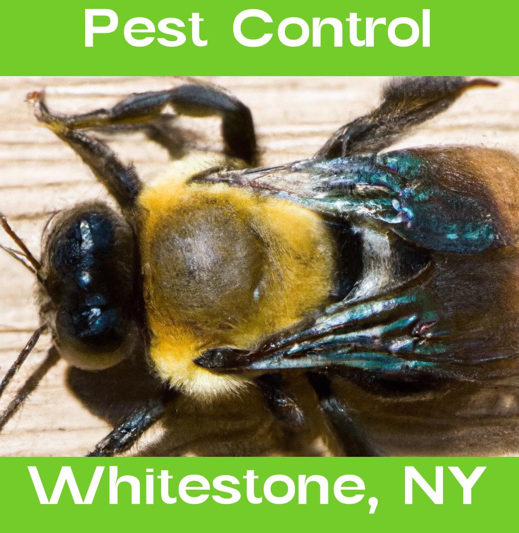 pest control in Whitestone New York
