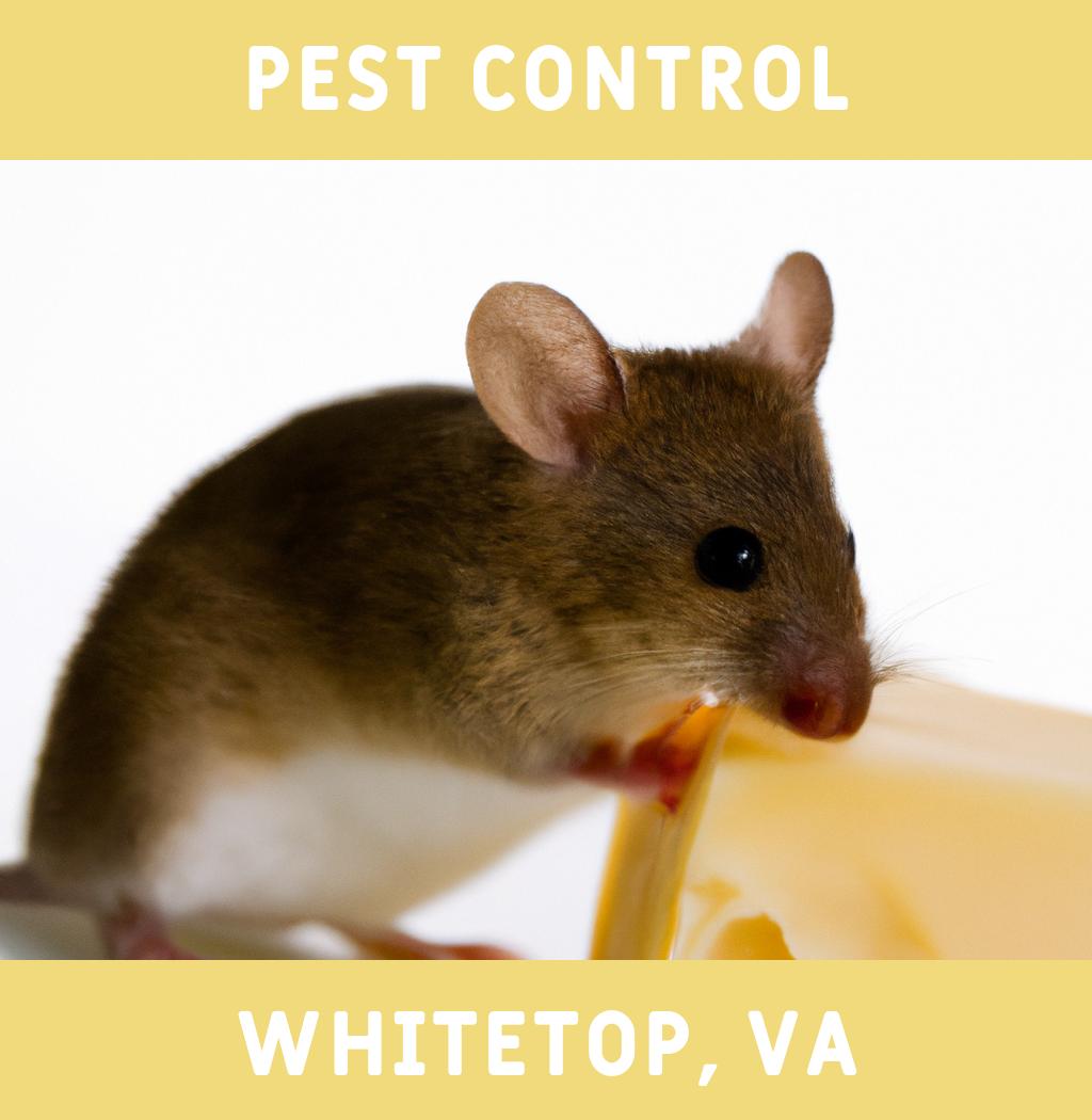pest control in Whitetop Virginia