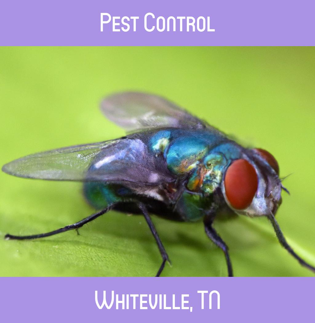 pest control in Whiteville Tennessee