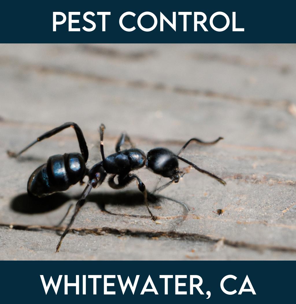 pest control in Whitewater California