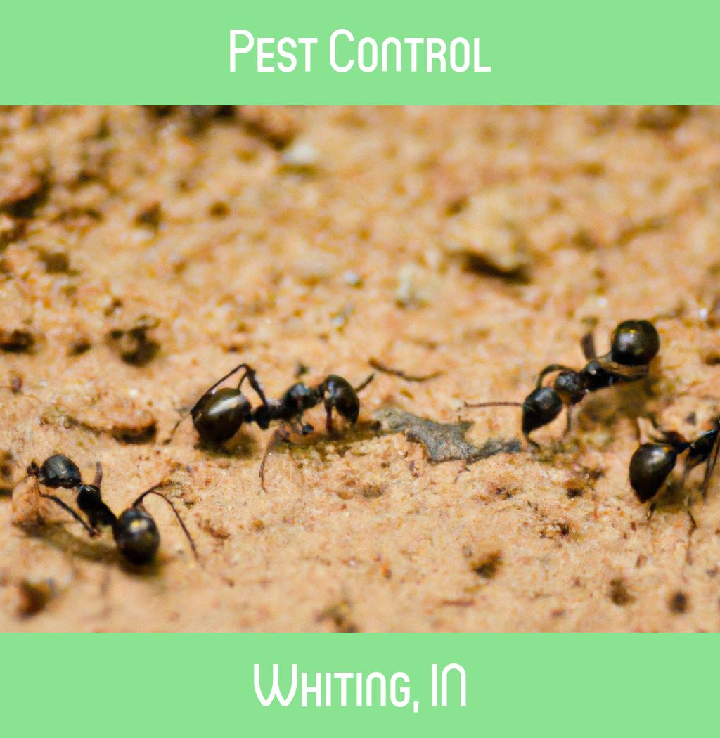 pest control in Whiting Indiana