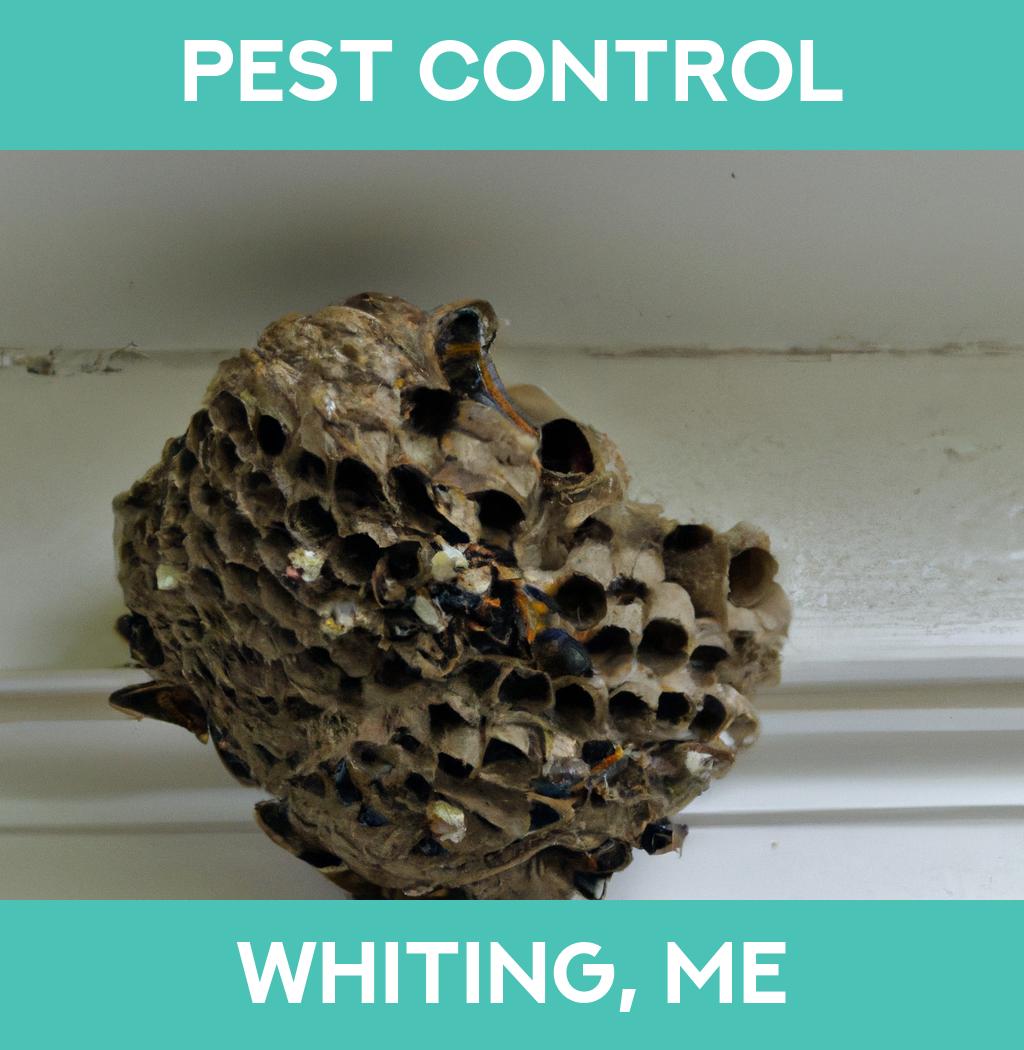 pest control in Whiting Maine