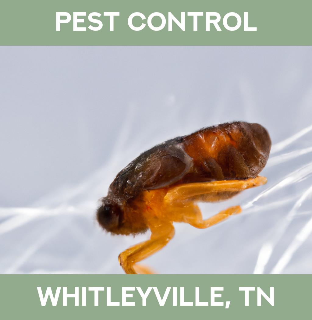 pest control in Whitleyville Tennessee