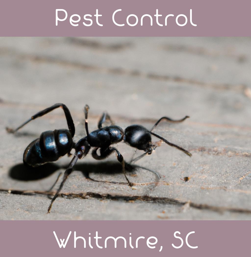 pest control in Whitmire South Carolina