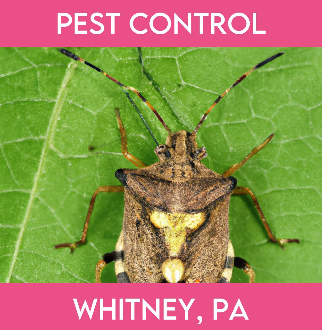 pest control in Whitney Pennsylvania