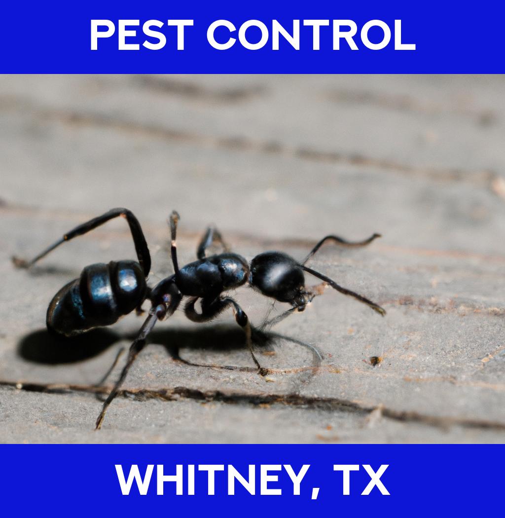 pest control in Whitney Texas