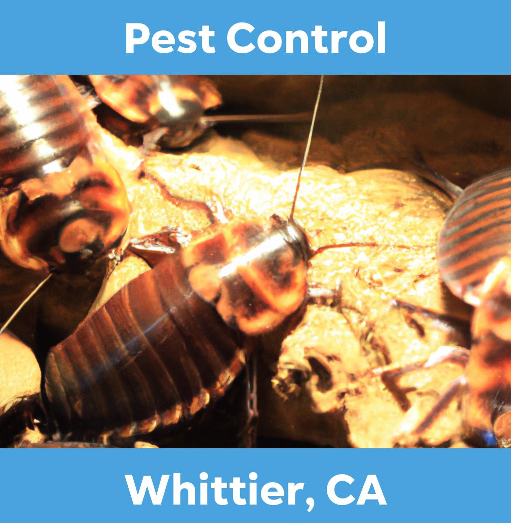 pest control in Whittier California