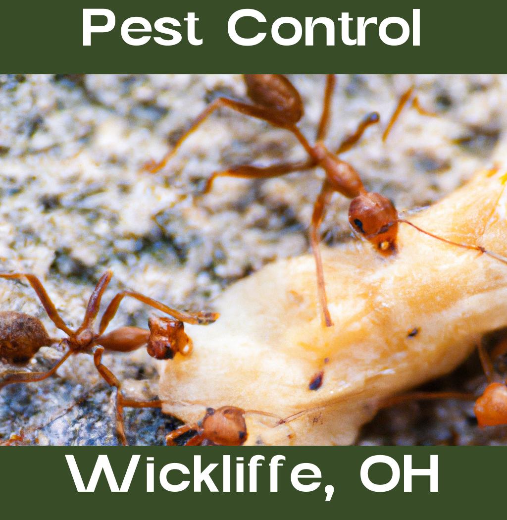 pest control in Wickliffe Ohio