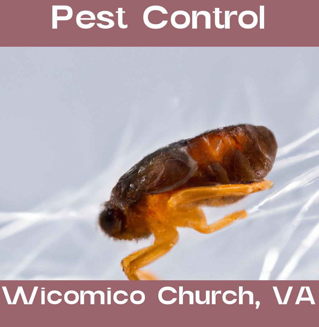 pest control in Wicomico Church Virginia
