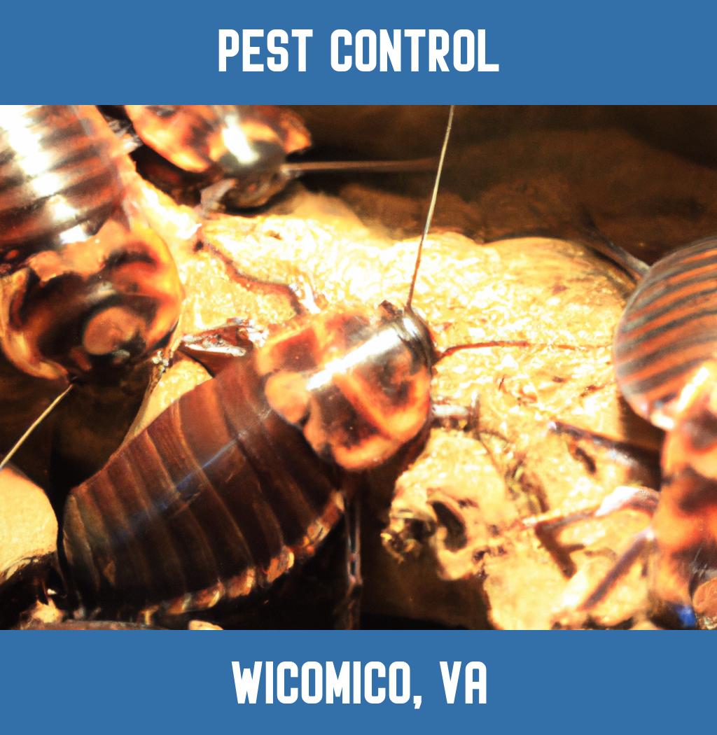 pest control in Wicomico Virginia