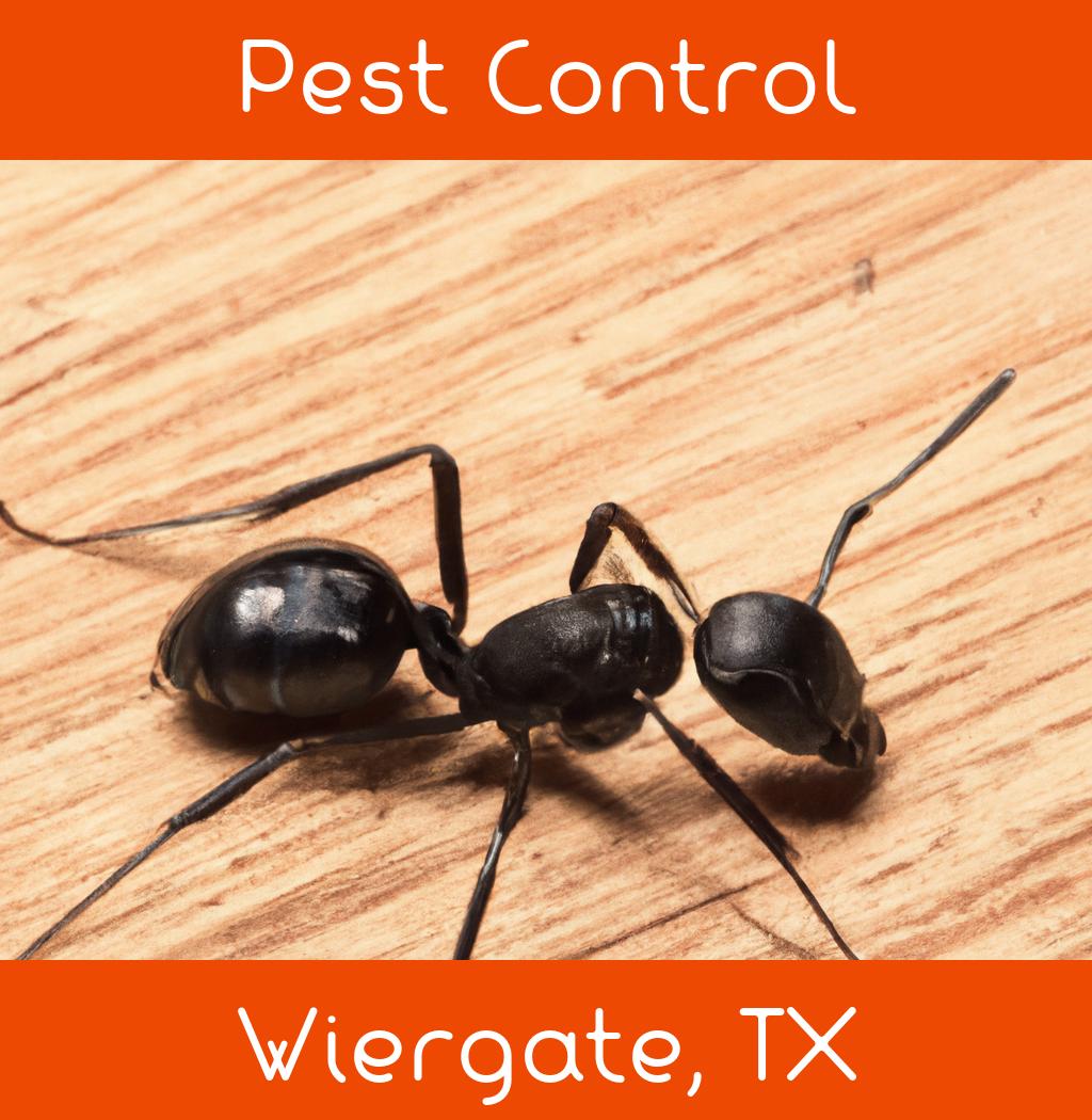 pest control in Wiergate Texas