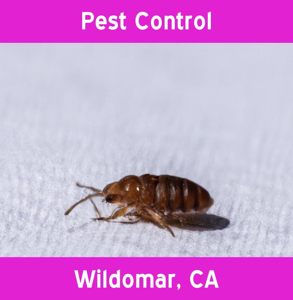 pest control in Wildomar California