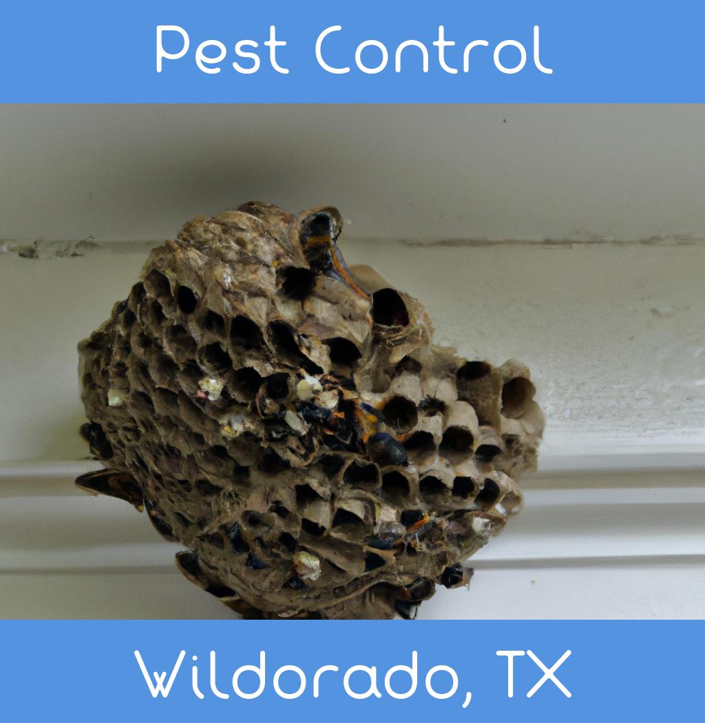 pest control in Wildorado Texas