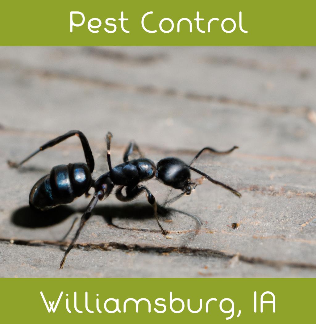 pest control in Williamsburg Iowa