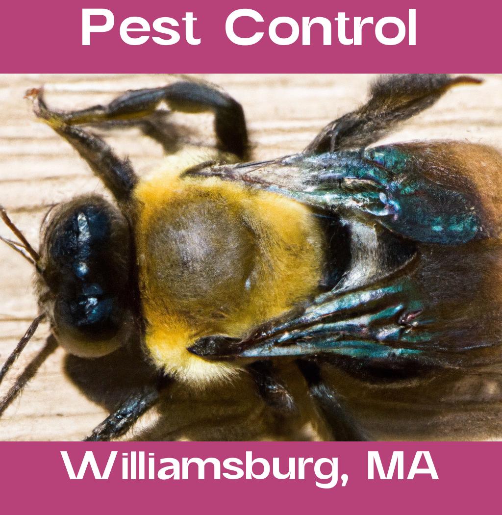 pest control in Williamsburg Massachusetts