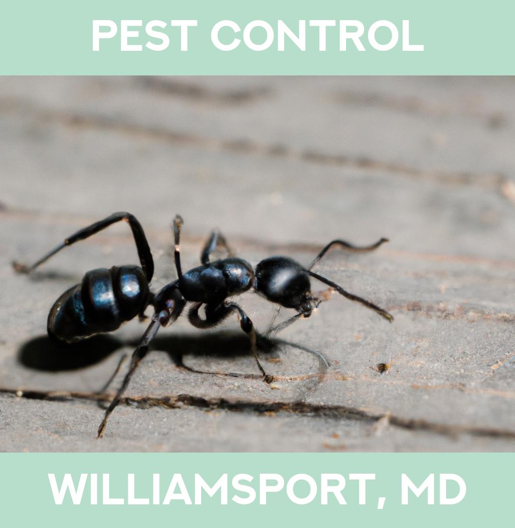 pest control in Williamsport Maryland