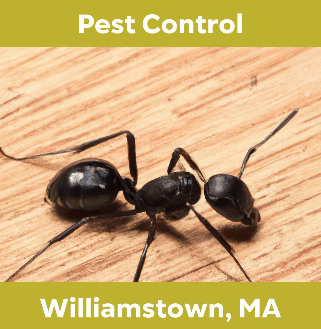 pest control in Williamstown Massachusetts