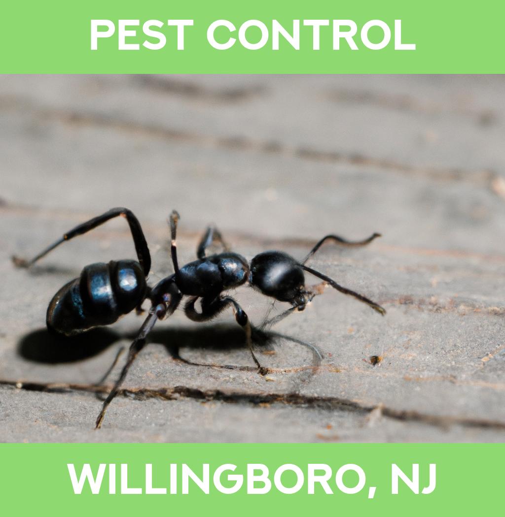 pest control in Willingboro New Jersey