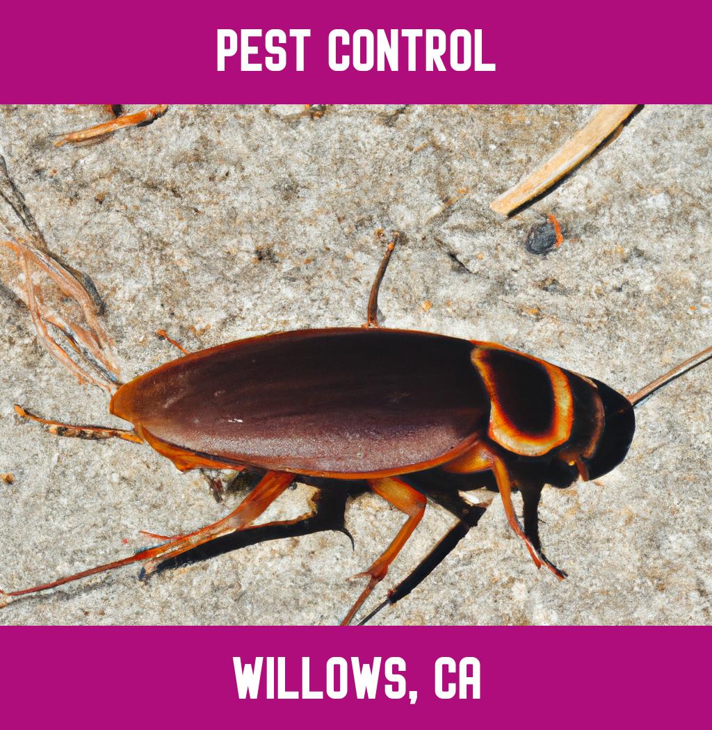 pest control in Willows California