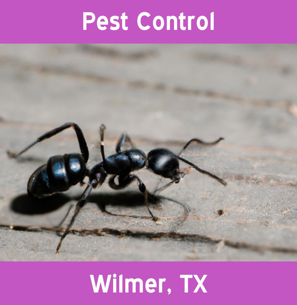 pest control in Wilmer Texas