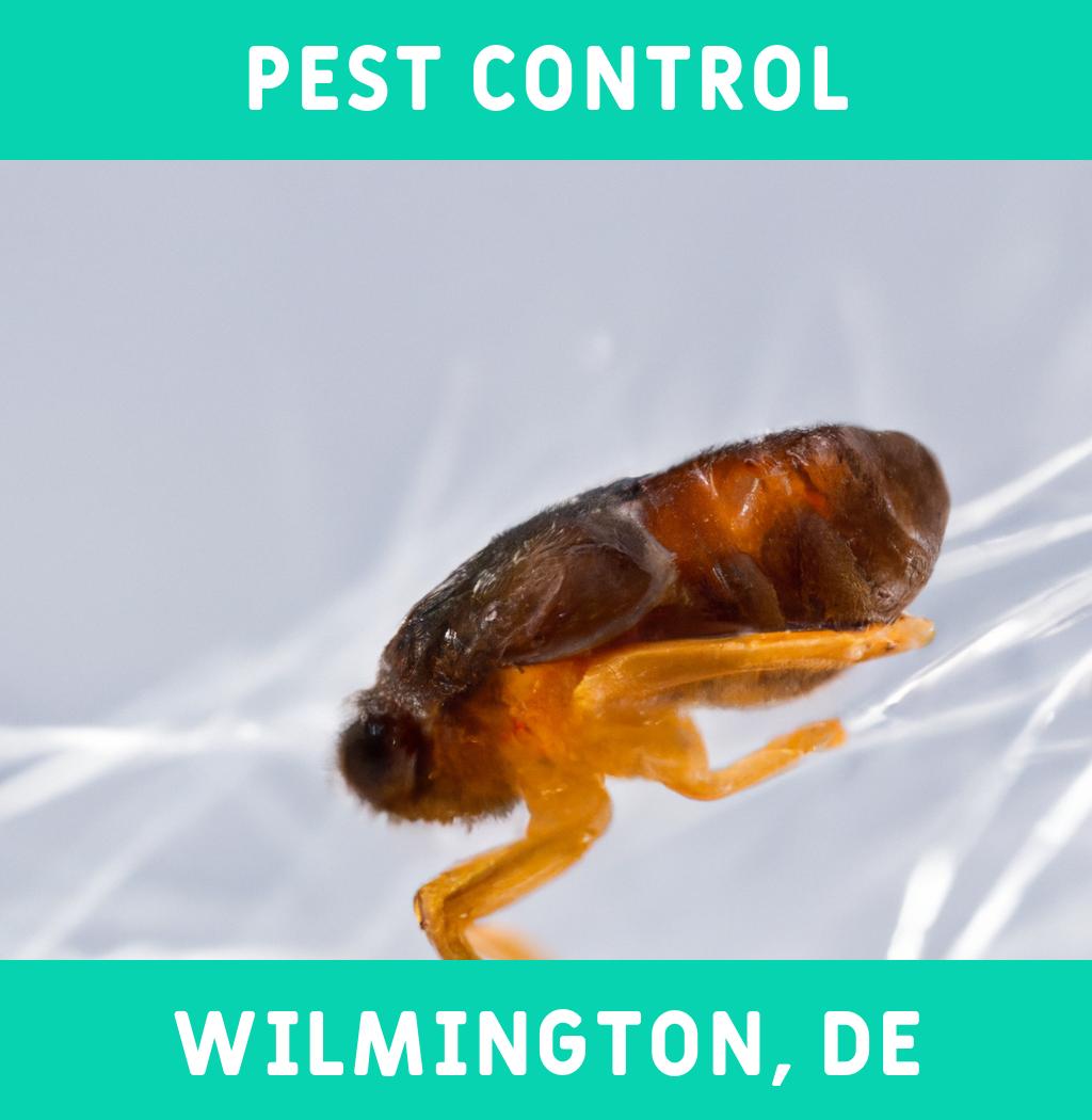 pest control in Wilmington Delaware