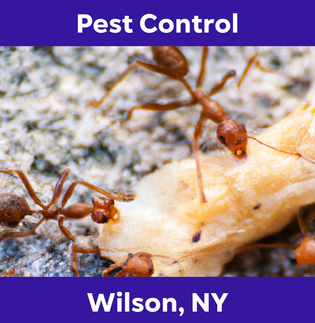 pest control in Wilson New York